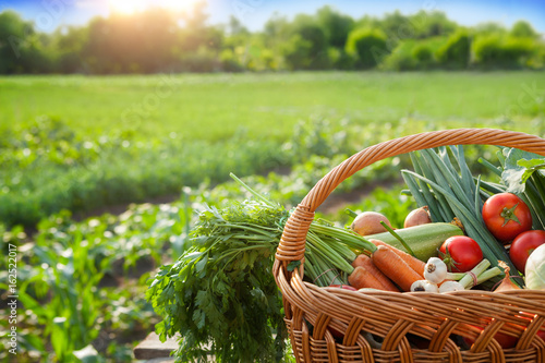 Fresh organic vegetables in basket