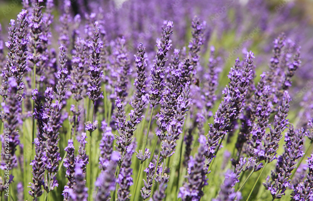Obraz premium Gros plan de fleurs de lavande