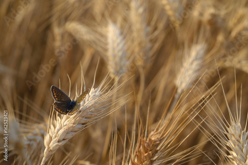 Foto Butterfly on ear of wheat