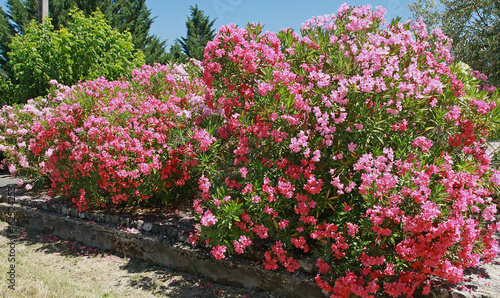 Fototapeta Naklejka Na Ścianę i Meble -  Laurier rose