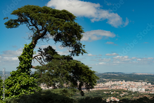 View from the Sintra, Portugal Pena Palace and Park of two very windblown trees with the city in the background