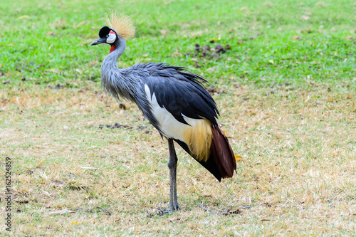 Grey crowned crane.