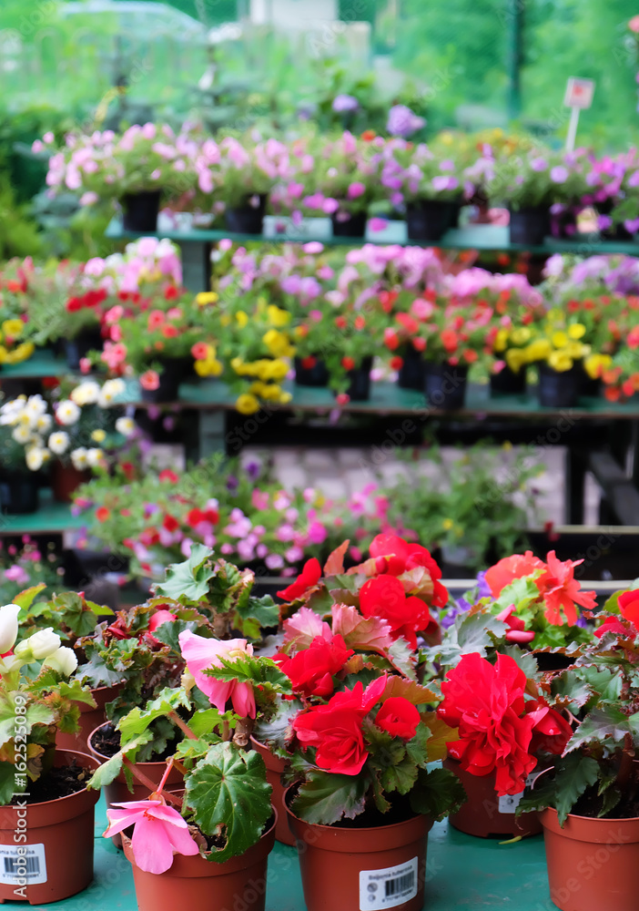 Shelves with Begonia flowers in a flower shop