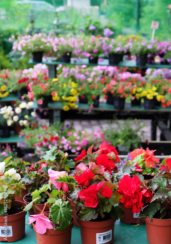 Shelves with Begonia flowers in a flower shop © Арина Трапезникова