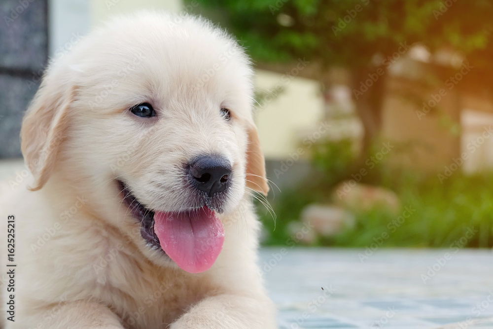 Portrait of golden retriever puppy