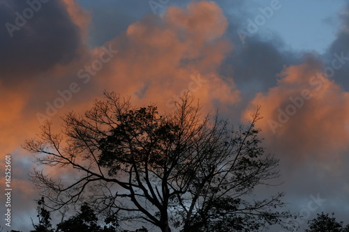 Tree at Sunset