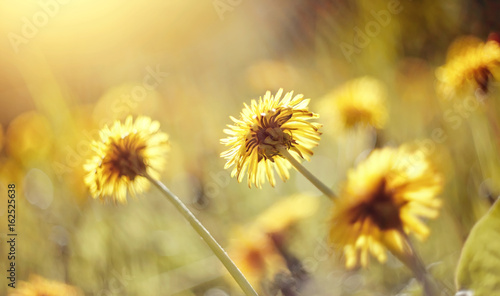 Yellow flowers of a dandelion