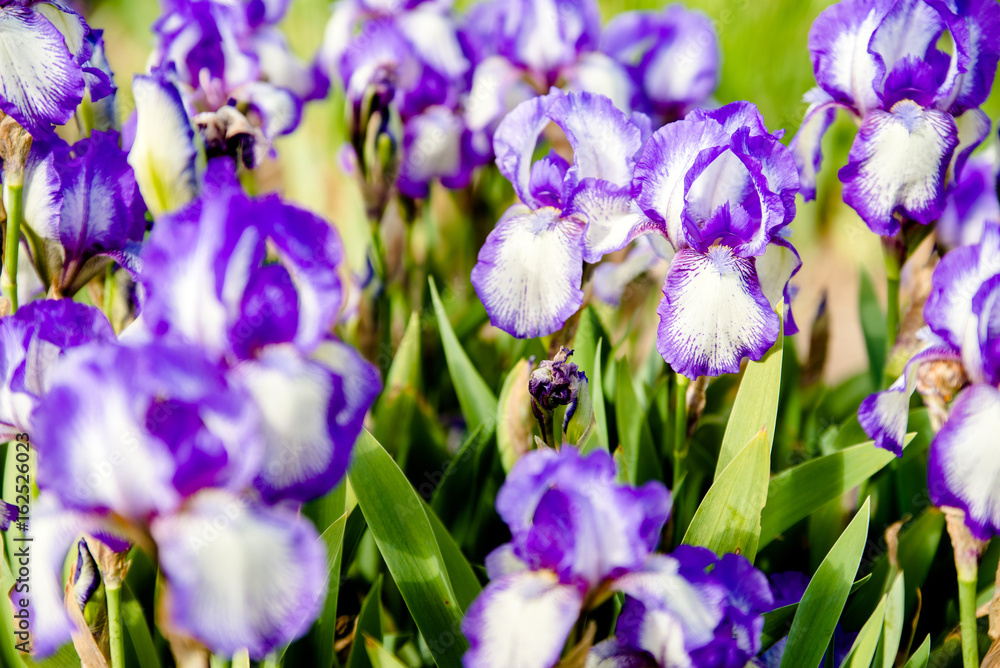 Purple irises bloom in the botanical garden Purple irises bloom in the botanical garden
