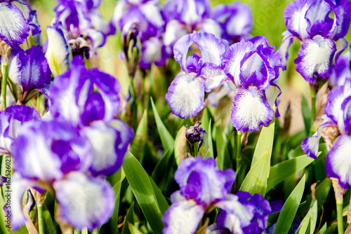     Purple irises bloom in the botanical garden 