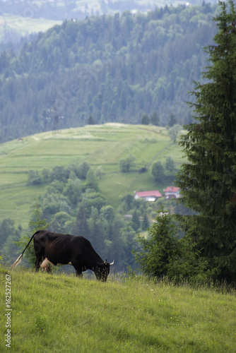 A cow grazes on a mountain meadow © Vyacheslav