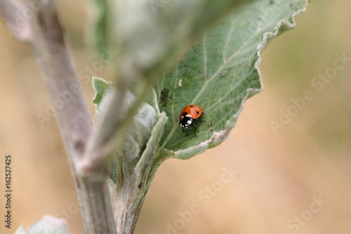 ladybug on leaf © Boris
