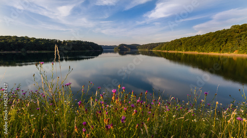See der Wahnbachtalsperre in Siegburg / Bonn mit wilden Blumen im Vordergrund und blauem Himmel