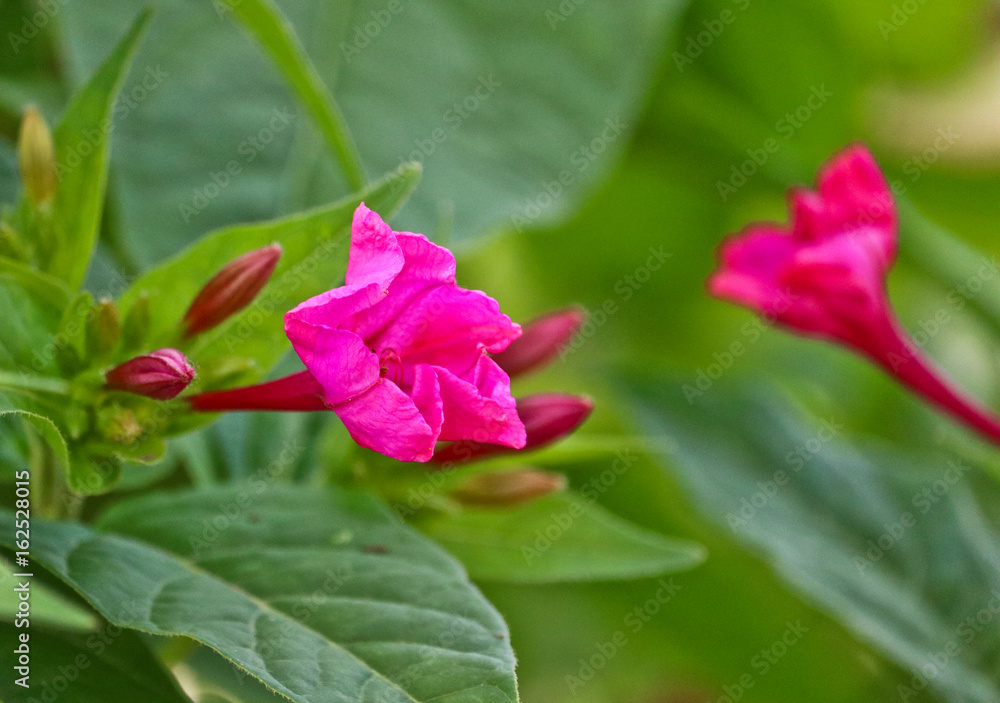 colorful flowers in a park