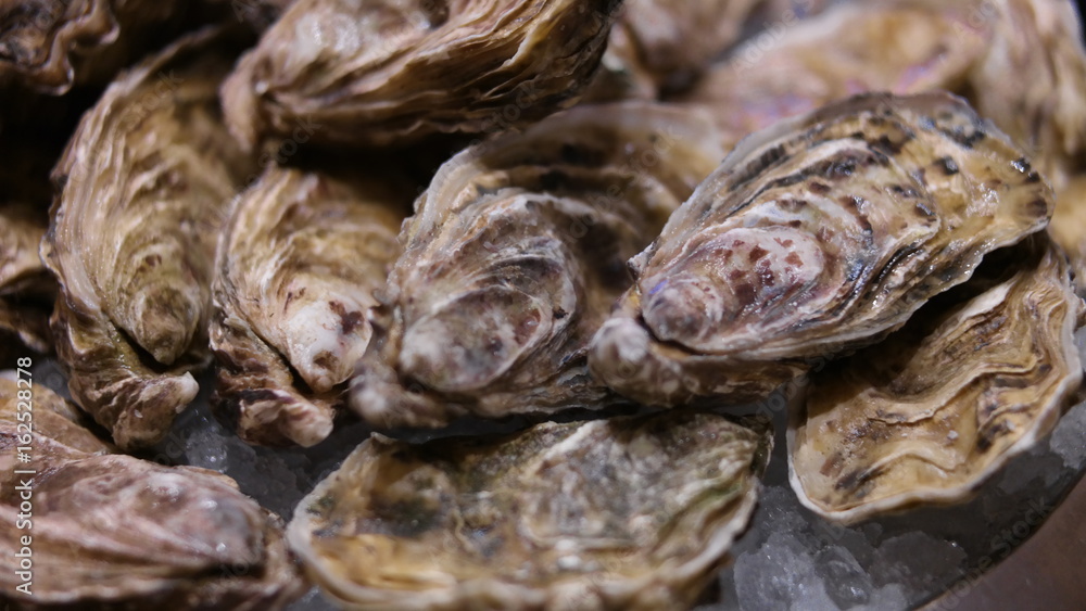 Oysters Oysters