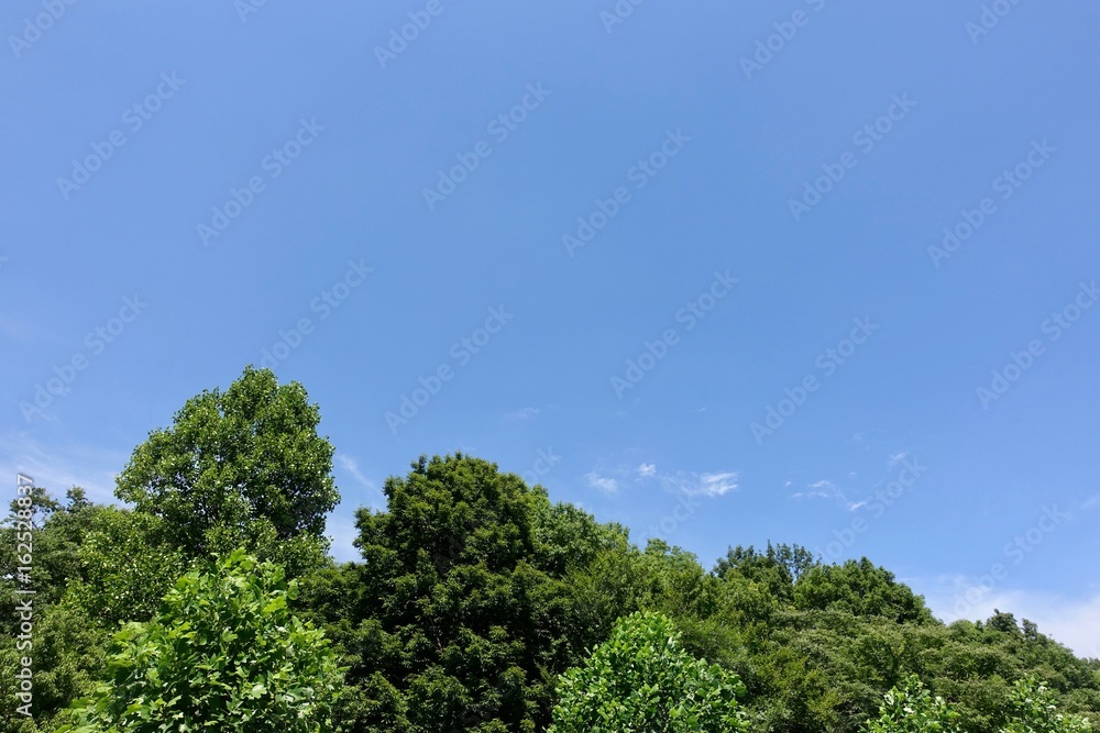 初夏の散歩 初夏の散歩