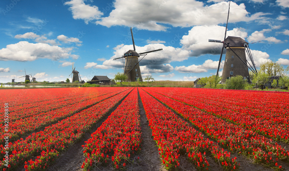 Blossoming tulip fields in a dutch landscape.