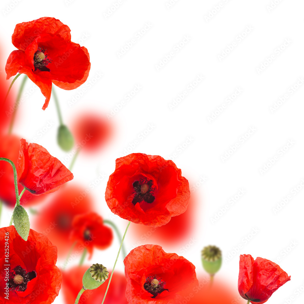 Fototapeta premium Beautiful poppy background, close-up.