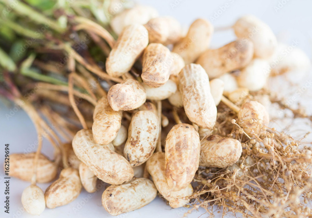 Fototapeta premium fresh peanuts
