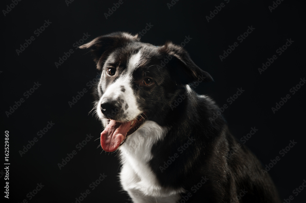 Black border collie, portrait on the dark background, studio shot Black border collie, portrait on the dark background, studio shot