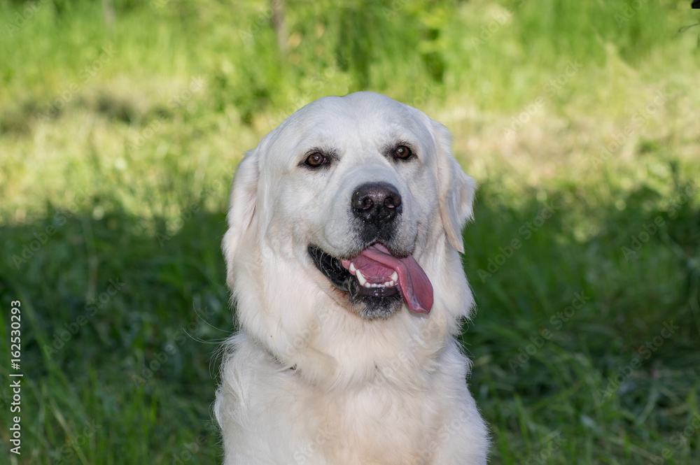 Labrador Retriever white dog, portrait, sits on the grass background. Labrador Retriever white dog, portrait, sits on the grass background.