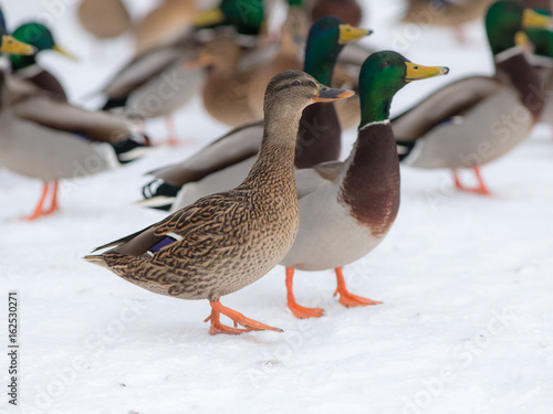 ducks on snow