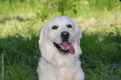 Labrador Retriever white dog, portrait, sits on the grass background.