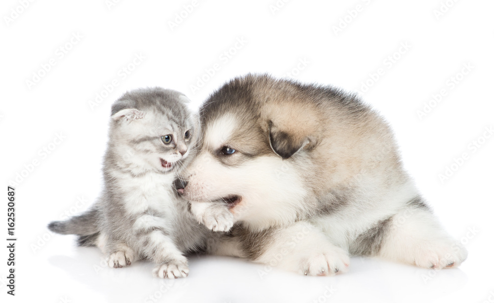 Puppy playing with a kitten. isolated on white background