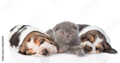 Kitten and sleeping puppies basset hound. isolated on white background