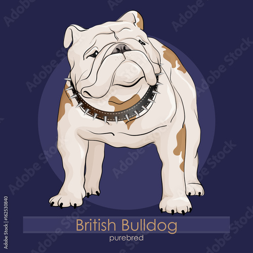 Dog breed bulldog standing on blue background