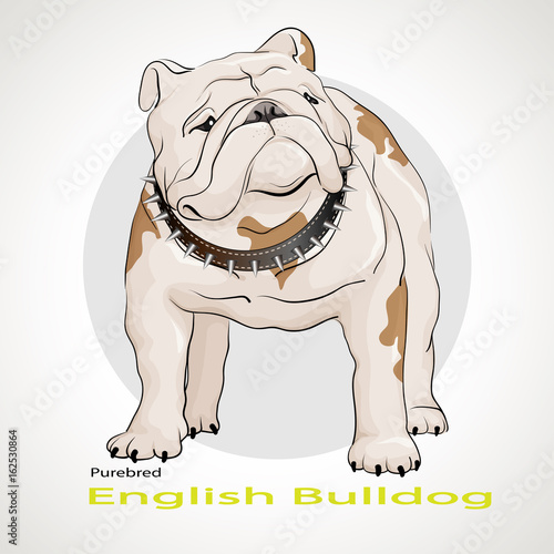 Dog breed bulldog standing on grey background