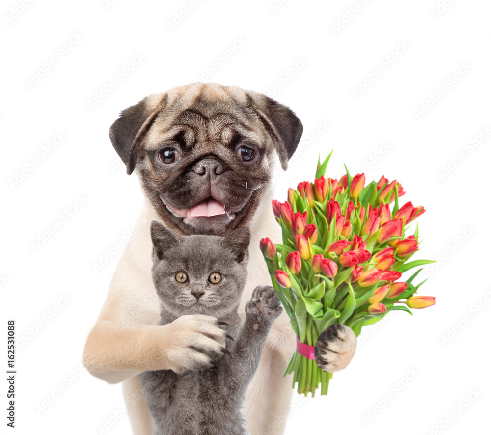 Cat and dog with a bouquet of tulips. isolated on white background