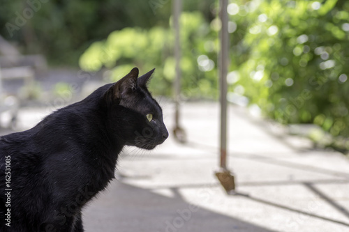 Black cat sitting on the ground and staring at something .