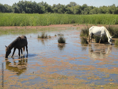 Chevaux de Camargue