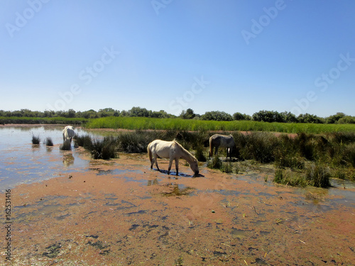 Chevaux de Camargue 3