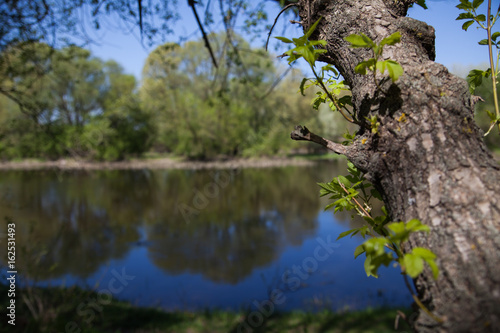 The tree