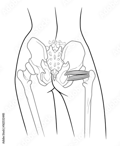 The internal structure of the pelvic girdle human skeleton, Musculus gemellus inferior, musculi gemelli,  Musculus gemellus superior, Upper twin and  lower twin muscle. On a white background