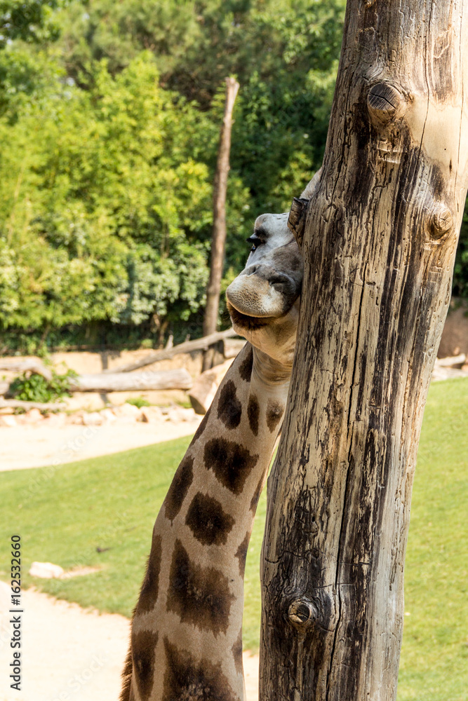 Fototapeta Giraffa innamorata
