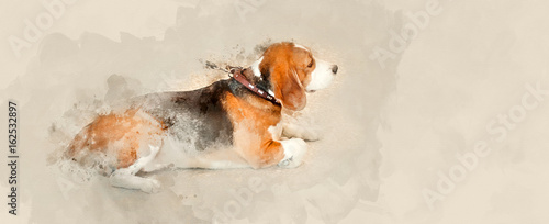 Outdoor exhibition of dogs of different breeds. Beagle dog close up. Watercolor background