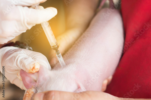 injecting pigs