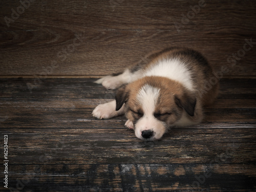Pedigree dog sleeps on an old wooden floor. Puppy 1 month.