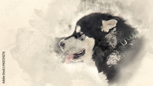 Home pet. Breed of Husky dog. Watercolor background