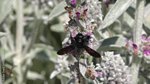 Large Violet Carpenter Bee - Xylocopa violacea - Black Wasp, Black Hornet - slow motion - Indian Bhanvra, a rare insect loving warm climate
 photo