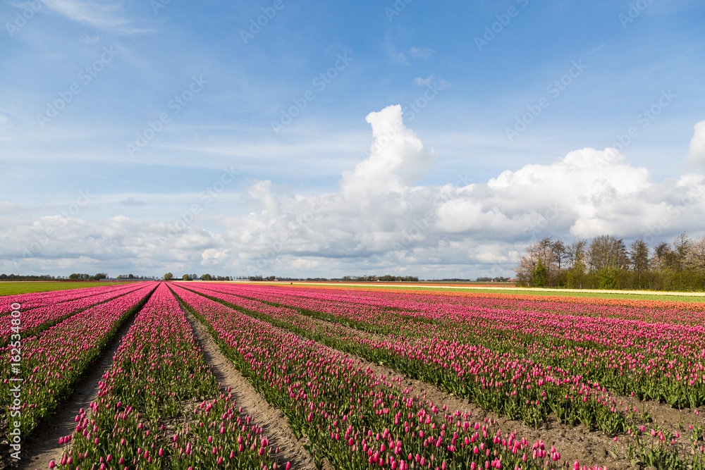 Tulip fields in the countryside in the Netherlads