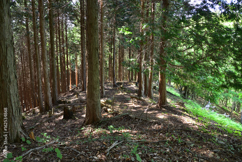 尾根・陽光のさす山道