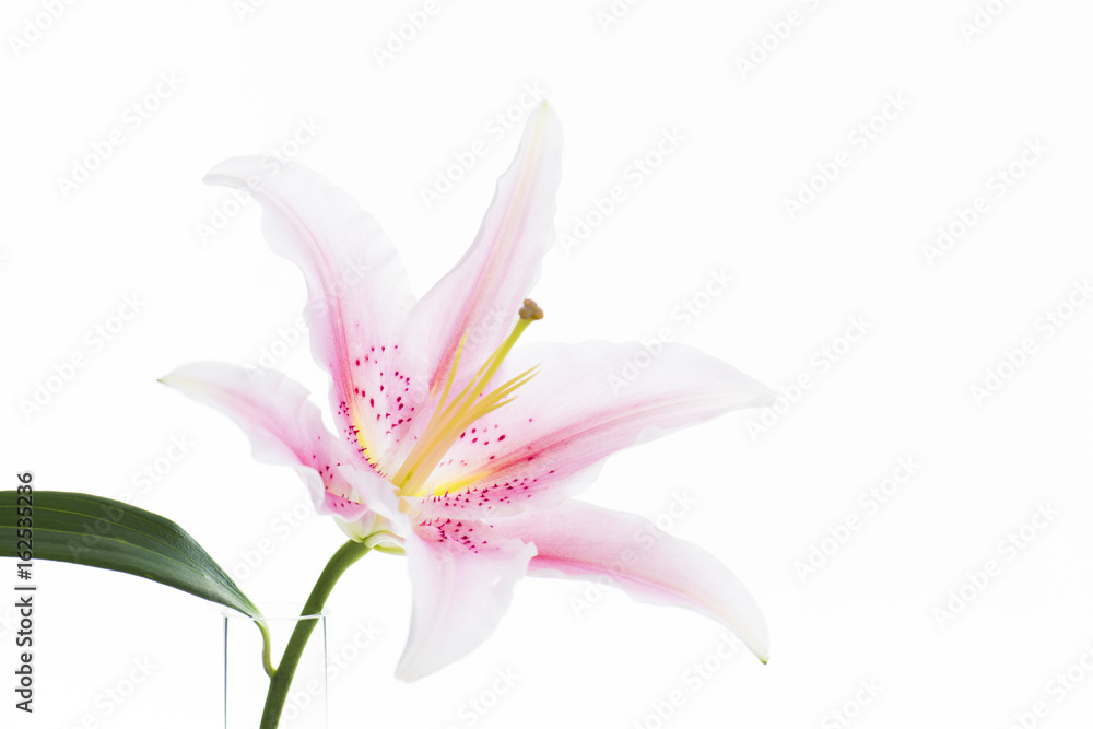 Naklejka premium 百合