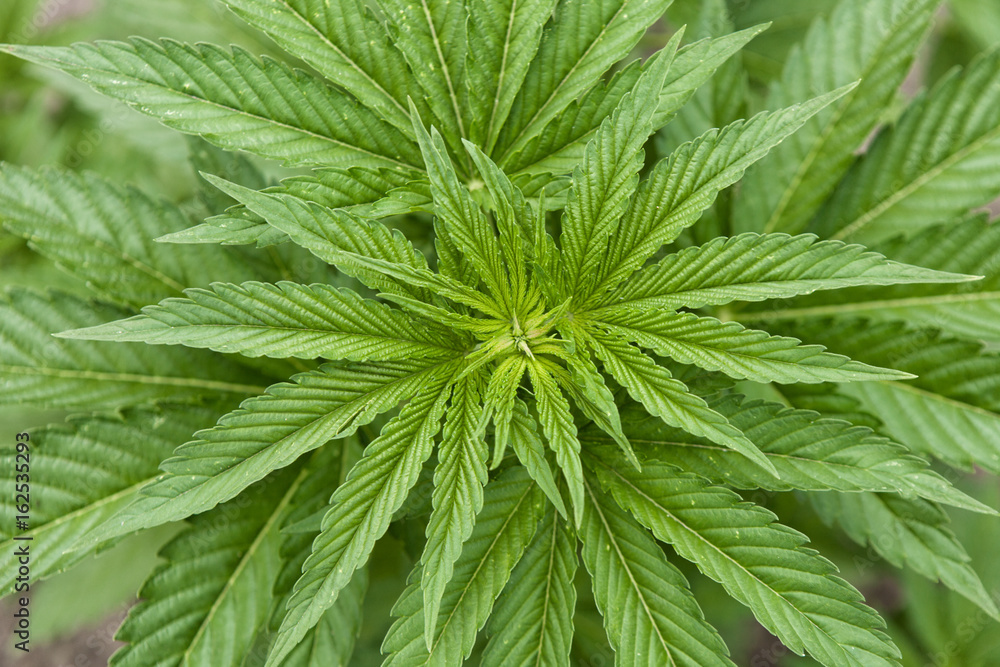 Top view of the bush of medical marijuana at the beginning of flowering Top view of the bush of medical marijuana at the beginning of flowering