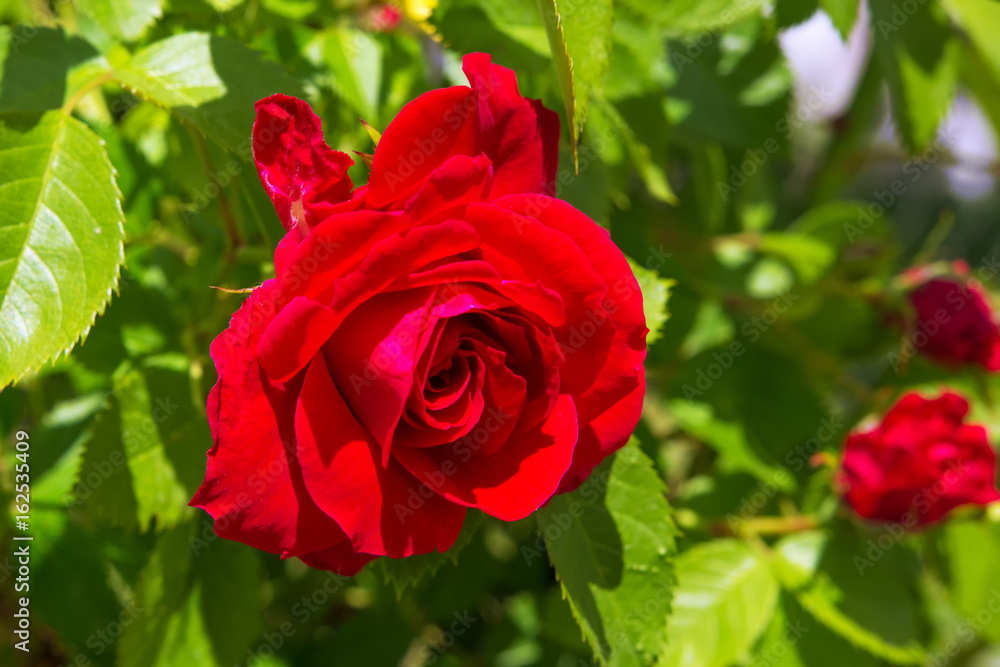 Red fragrant varietal rose flowers against the background of green grass on a sunny summer day. The concept of plant growing, floriculture and ecology