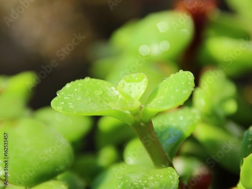 Green leaves of Crasula ovata photo