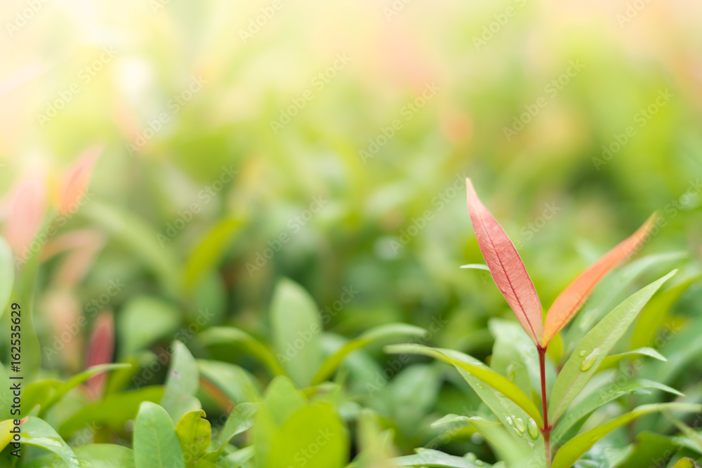 Red leaf among green leaves and sunlight in the morning. Red leaf among green leaves and sunlight in the morning.