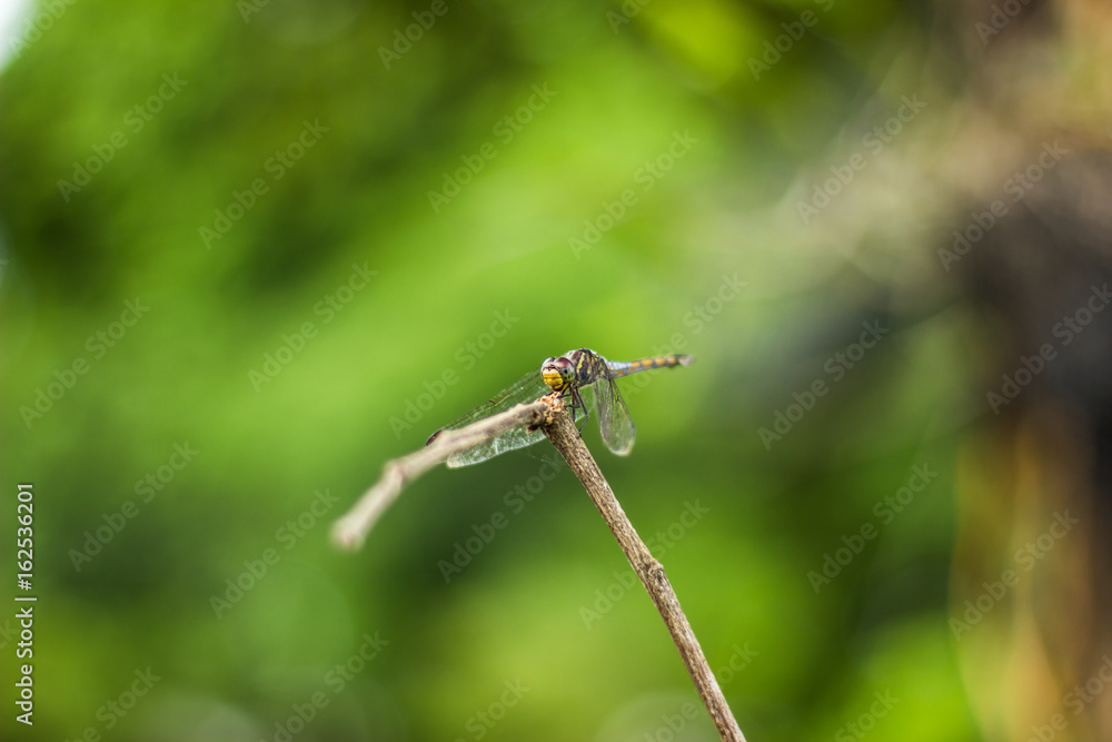 Dragonfly Island on the top of the tree to rest from the hunt. Dragonfly Island on the top of the tree to rest from the hunt.